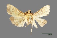 螟蛾藏品圖，第1張