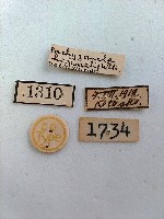 螟蛾藏品圖，第2張