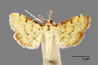 螟蛾藏品圖，第1張