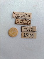 螟蛾藏品圖，第2張