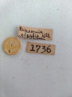 螟蛾藏品圖，第2張