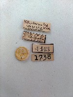 螟蛾藏品圖，第2張