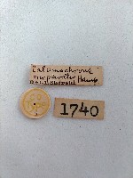 螟蛾藏品圖，第2張