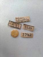 螟蛾藏品圖，第2張