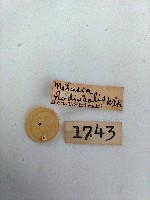 螟蛾藏品圖，第2張