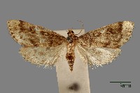 螟蛾藏品圖，第1張