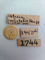 螟蛾藏品圖，第2張