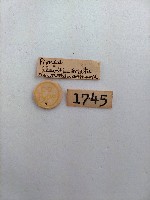 螟蛾藏品圖，第2張