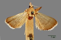 螟蛾藏品圖，第1張