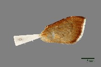 螟蛾藏品圖，第3張