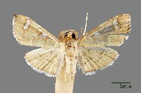 螟蛾藏品圖，第1張