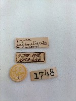 螟蛾藏品圖，第2張