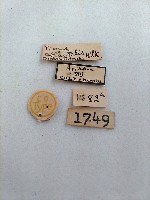 螟蛾藏品圖，第2張
