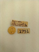 螟蛾藏品圖，第2張