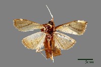 斜線野螟蛾藏品圖，第1張