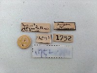 斜線野螟蛾藏品圖，第2張