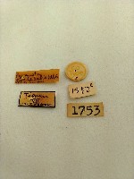 螟蛾藏品圖，第2張