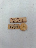 螟蛾藏品圖，第2張
