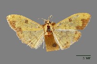 螟蛾藏品圖，第1張