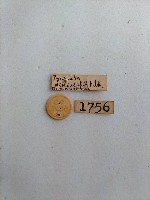 螟蛾藏品圖，第2張