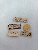 螟蛾藏品圖，第2張