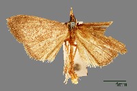 螟蛾藏品圖，第1張