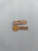 螟蛾藏品圖，第2張