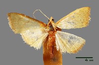 螟蛾藏品圖，第1張