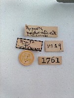 螟蛾藏品圖，第2張