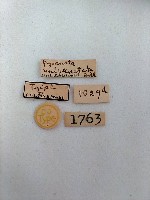 螟蛾藏品圖，第2張