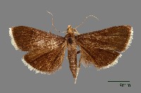 螟蛾藏品圖，第1張