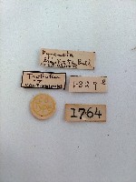 螟蛾藏品圖，第2張