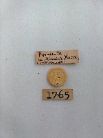 螟蛾藏品圖，第2張