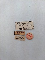 簑蛾藏品圖，第2張