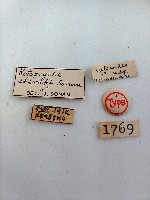 簑蛾藏品圖，第2張