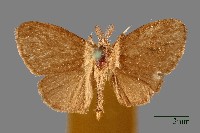 白腳小避債蛾藏品圖，第1張