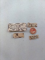 白腳小避債蛾藏品圖，第2張