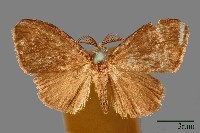 白腳小避債蛾藏品圖，第1張