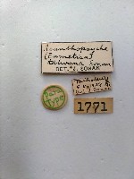 白腳小避債蛾藏品圖，第2張