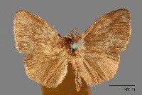 白腳小避債蛾藏品圖，第1張