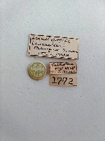 白腳小避債蛾藏品圖，第2張