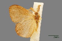 薄翅避債蛾藏品圖，第1張