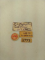 薄翅避債蛾藏品圖，第2張