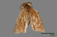 簑蛾藏品圖，第1張