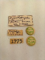 簑蛾藏品圖，第2張