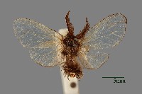 簑蛾藏品圖，第1張