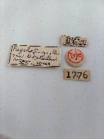 簑蛾藏品圖，第2張