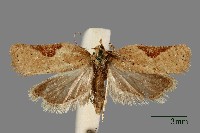 捲葉蛾藏品圖，第1張