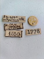 捲葉蛾藏品圖，第2張