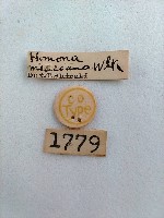 捲葉蛾藏品圖，第2張